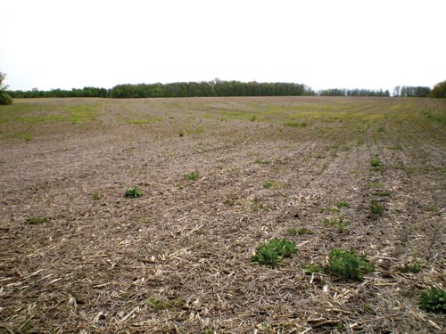 Property photo 6 - 160 Acres in 4 Tracts - Building Potential and Cropland